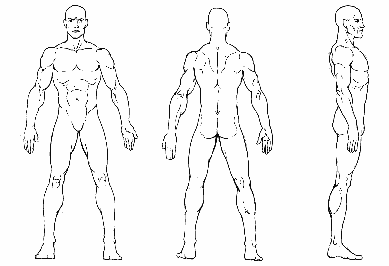 Athletic male blueprint